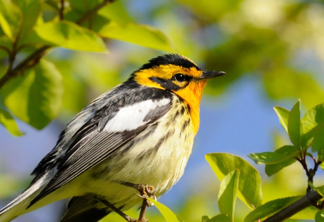 Bird Walk: Fall Migration 3